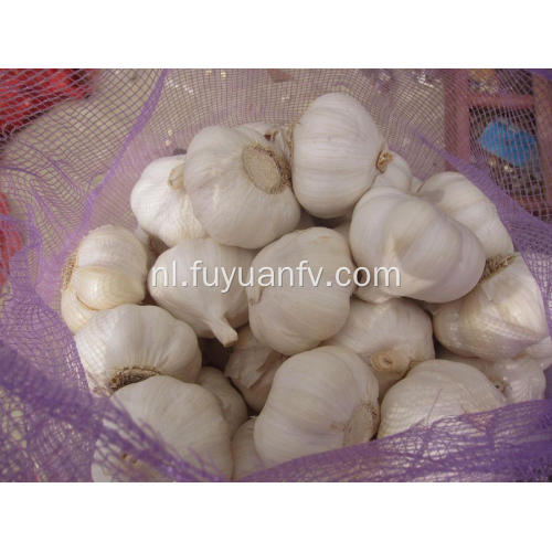 Pure White Garlic van jinxiang